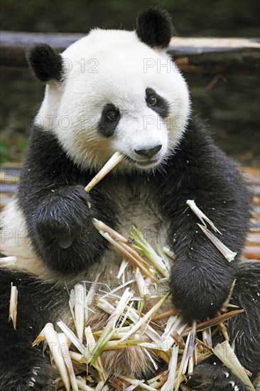 Panda bear or Giant Panda (Ailuropoda melanoleuca) eats bamboo shoots