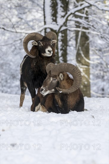 European mouflon (Ovis orientalis musimon)