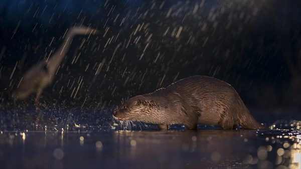 European otter (Lutra lutra) on nocturnal hunting in the water during rain