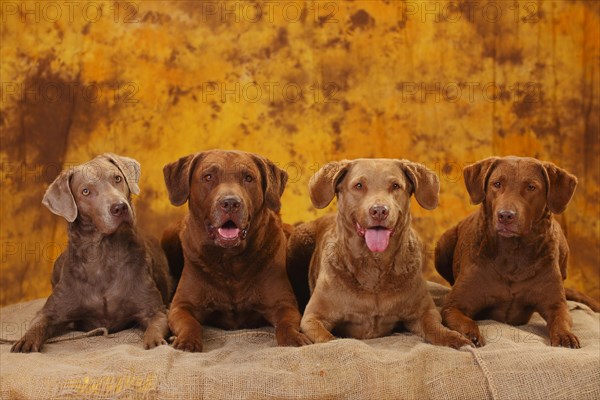 Chesapeake Bay Retriever