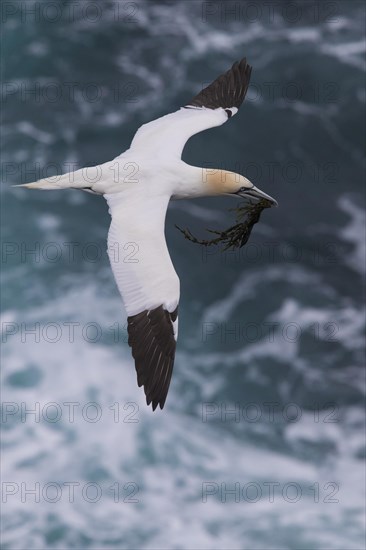 Northern Gannet (Morus bassanus)