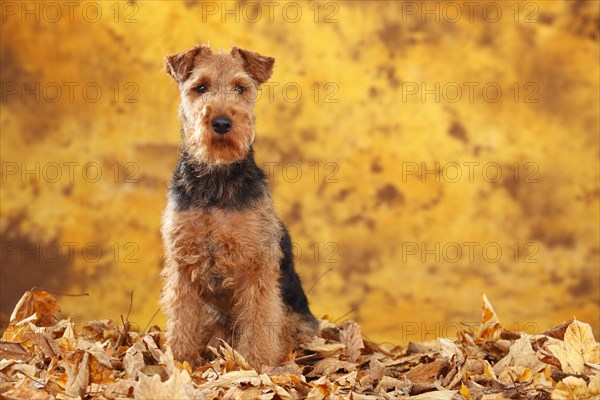 Welsh Terrier