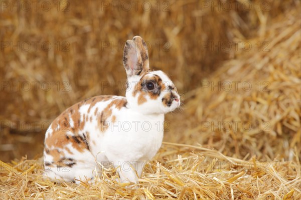 Dwarf Rex Rabbit