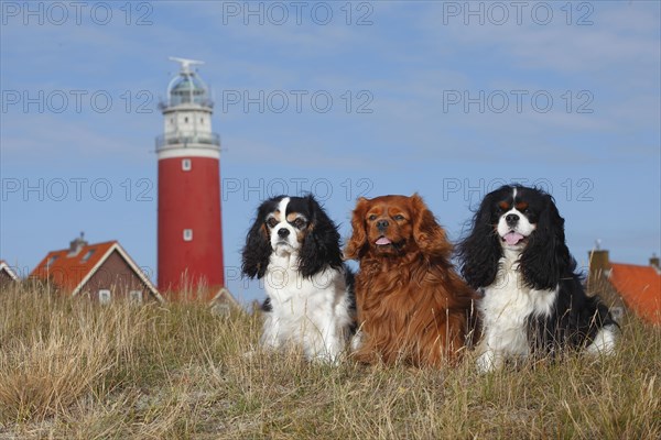 Cavalier King Charles Spaniel