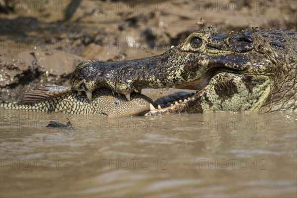 Yacare caiman (Caiman yacare) feeding fish