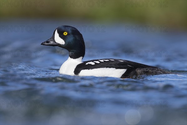 Barrow's Goldeneye (Bucephala islandica)