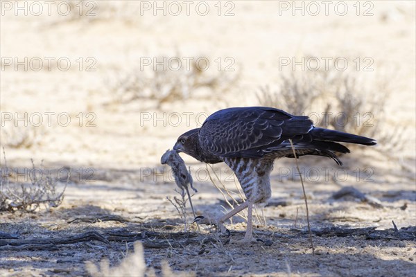 Pale chanting goshawk (Melierax canorus)