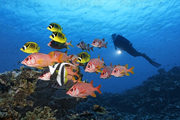 Diver observes swarm Sabre squirrelfish (Sargocentron spiniferum)