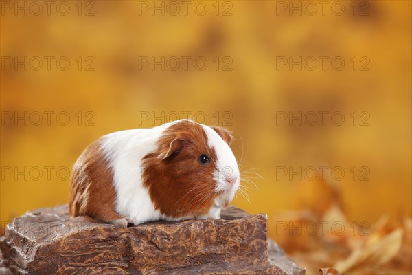 Sheltie guinea pig