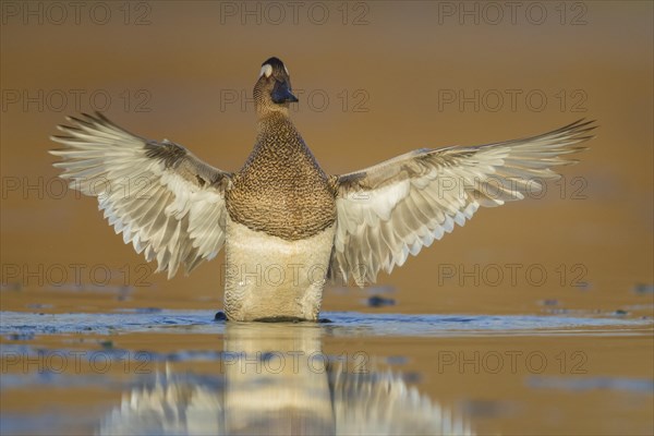 Garganey (Anas querquedula)