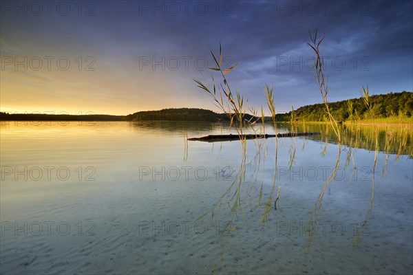 Great Furstensee lake with reed