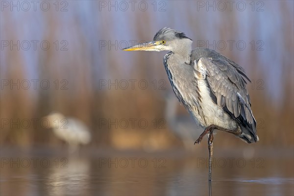 Grey heron or (Ardea cinerea) standing on one leg in the water