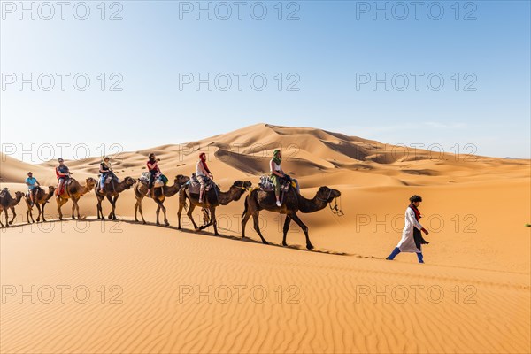 Tourists ride on Dromedary (Camelus dromedarius)