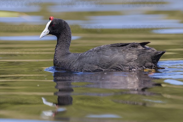 Red-knobbed Coot (Fulica cristata)