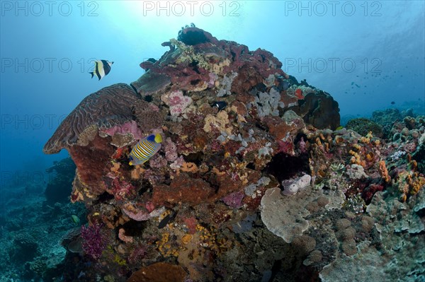 Moorish idol (Zanclus cornutus) and Royal angelfish (Pygoplites diacanthus) in the coral garden