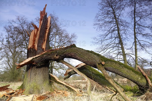 Windthrow of an oak