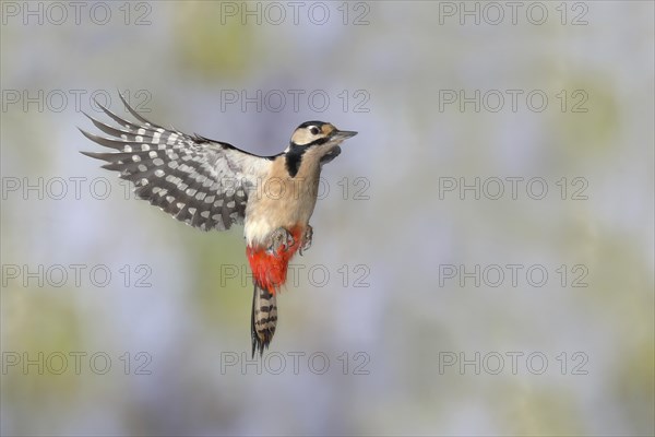 Woodpecker (Dendrocopos) in flight