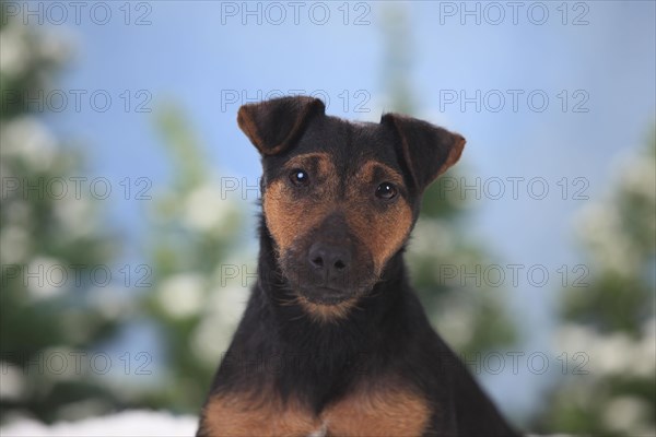 German Hunting Terrier