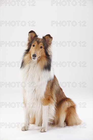 Longhair collie