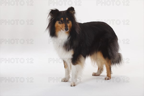 Longhair collie