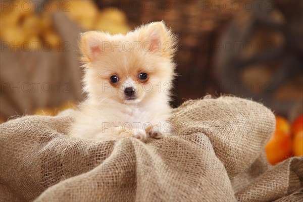 Mongrel dog