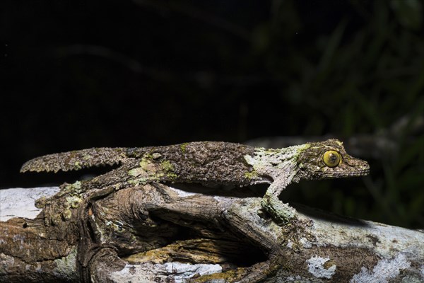 Mossy leaf-tailed gecko (Uroplatus sikorae)