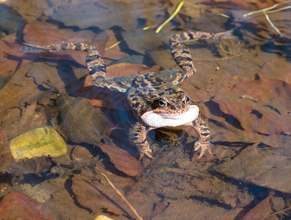 Common frog (Rana temporaria) quacking in a pond