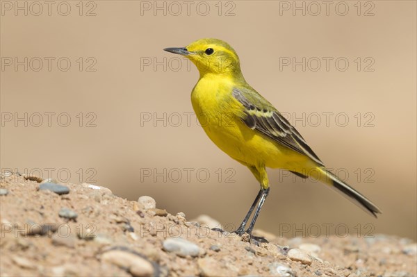 Western Yellow Wagtail (Motacilla flava flavissima)