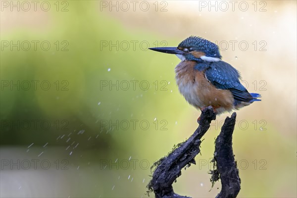 Common kingfisher (Alcedo atthis)