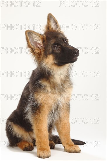 Old German Shepherd Dog