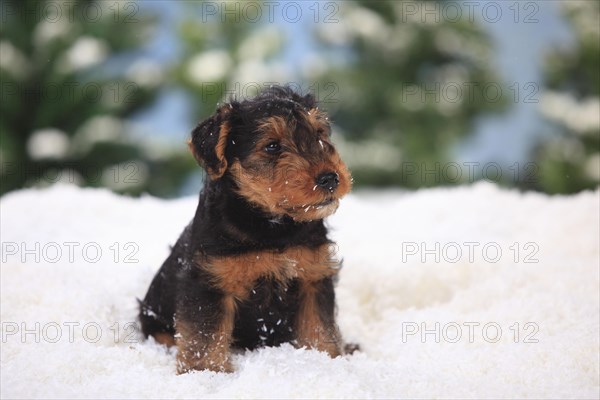 Welsh Terrier