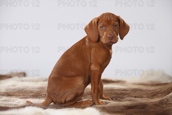 Shorthaired Hungarian pointer