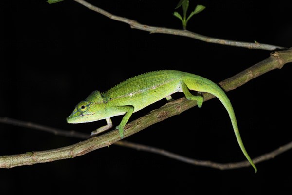 Perinet chameleon (Calumma gastrotaenia)