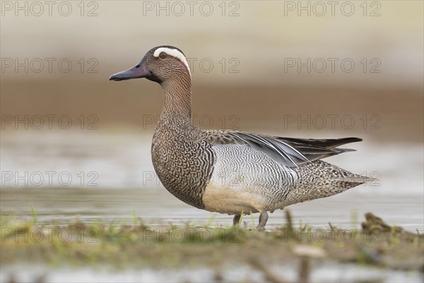 Garganey (Anas querquedula)