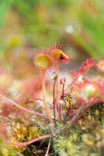 Common sundew (Drosera rotundifolia) with prey