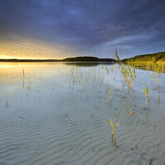 Great Furstensee lake with reeds