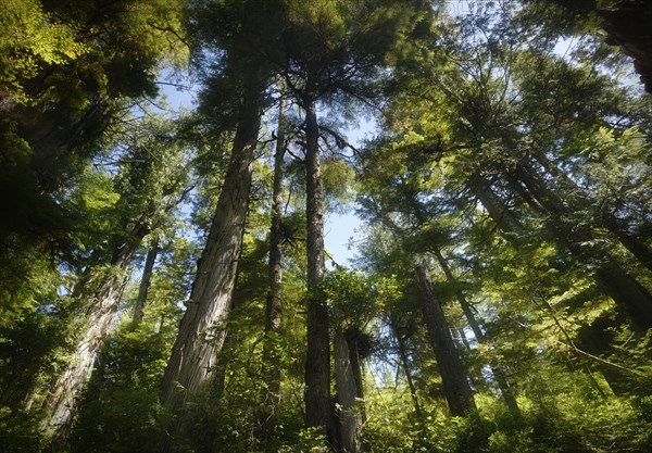 Tall Douglas Fir (Pseudotsuga menziesii)