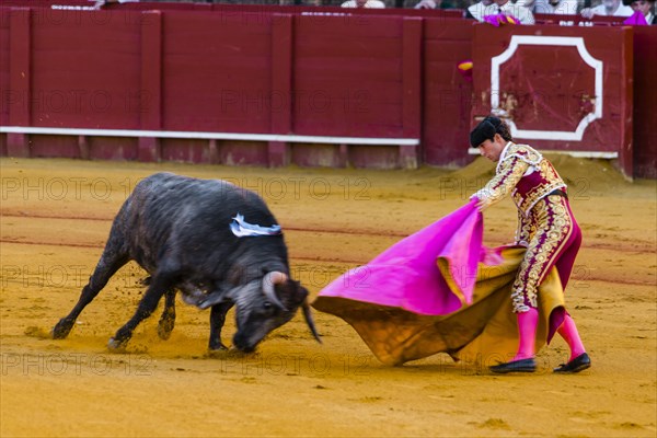 Racing bull with matador