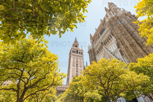 Orange trees in the courtyard of the Cathedral of Seville