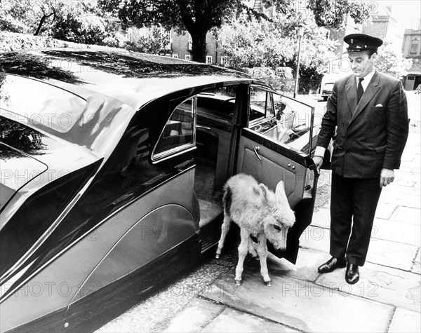 Chauffeur opens the car door for donkeys