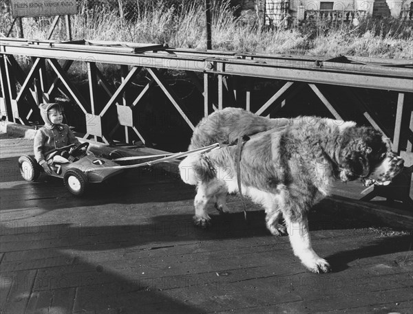 Dog pulls toy car with child