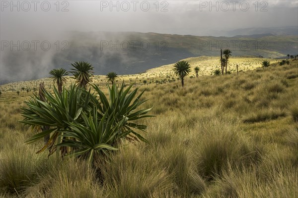 Giant lobelia (Lobelia rhynchopetalum) in Simien Mountains national park