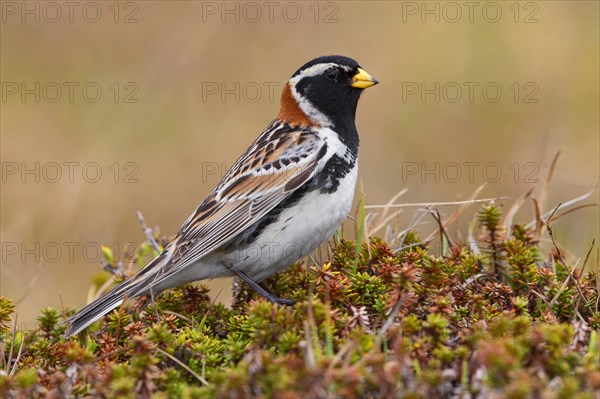 Lapland Longspur (Calcarius lapponicus)