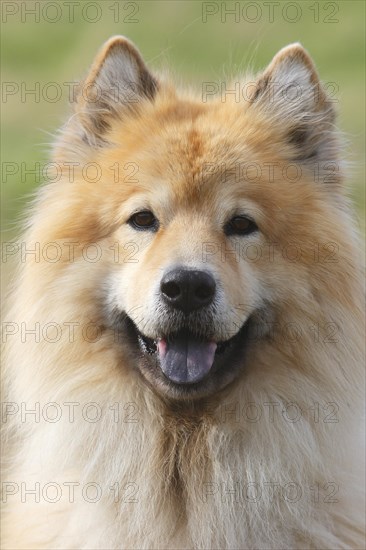 Eurasier