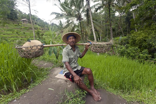 Rice grower at the rice terraces of Tegalalang