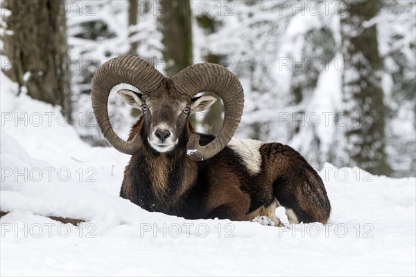 European mouflon (Ovis orientalis musimon)