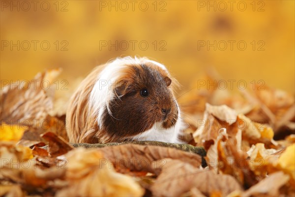 Sheltie guinea pig in autumn leaves