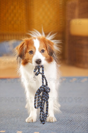 Kooikerhondje