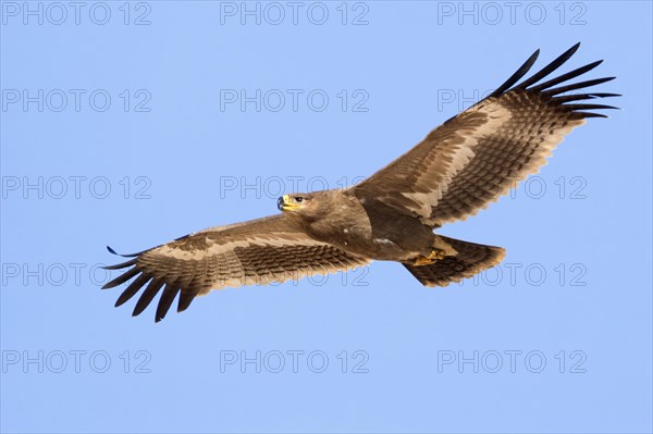 Steppe Eagle (Aquila nipalensis orientalis)