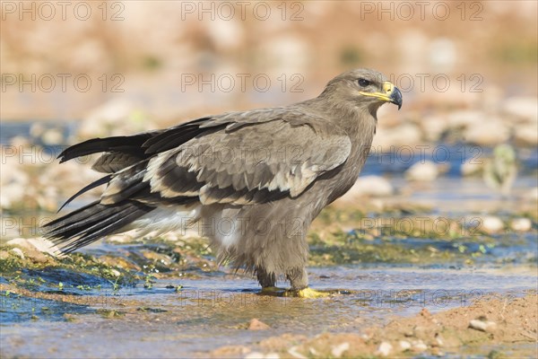 Steppe Eagle (Aquila nipalensis orientalis)